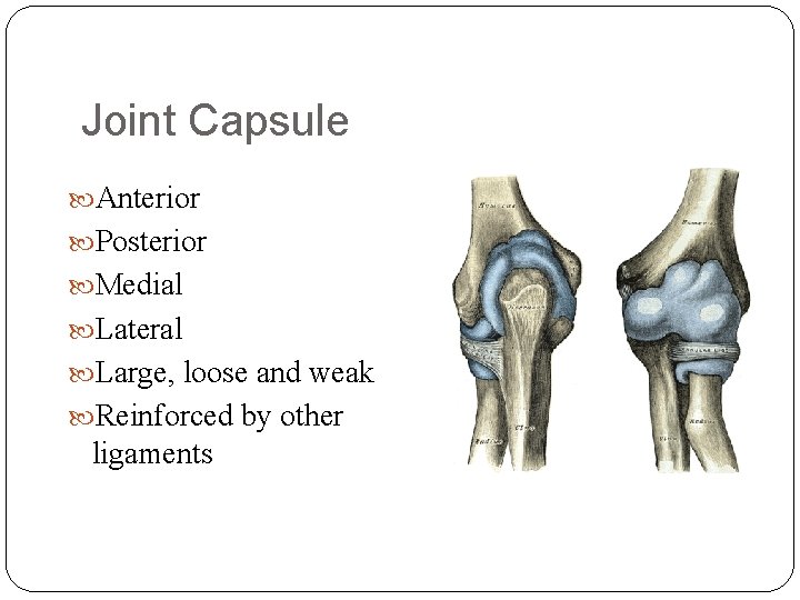 Joint Capsule Anterior Posterior Medial Lateral Large, loose and weak Reinforced by other ligaments