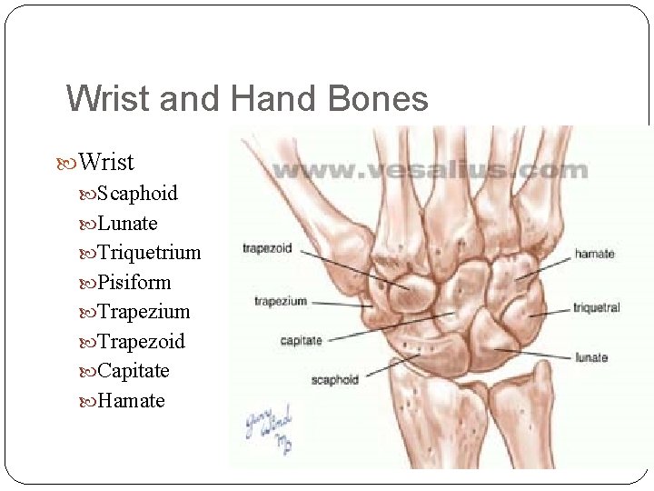 Wrist and Hand Bones Wrist Scaphoid Lunate Triquetrium Pisiform Trapezium Trapezoid Capitate Hamate 