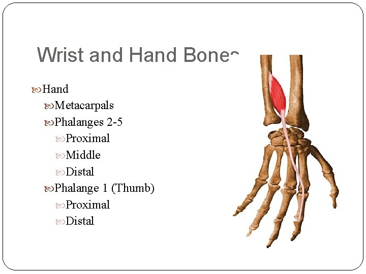 Wrist and Hand Bones Hand Metacarpals Phalanges 2 -5 Proximal Middle Distal Phalange 1