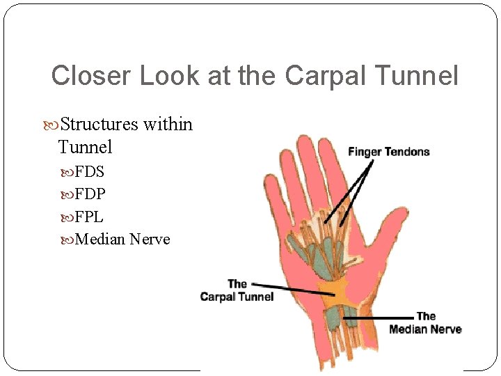 Closer Look at the Carpal Tunnel Structures within Tunnel FDS FDP FPL Median Nerve