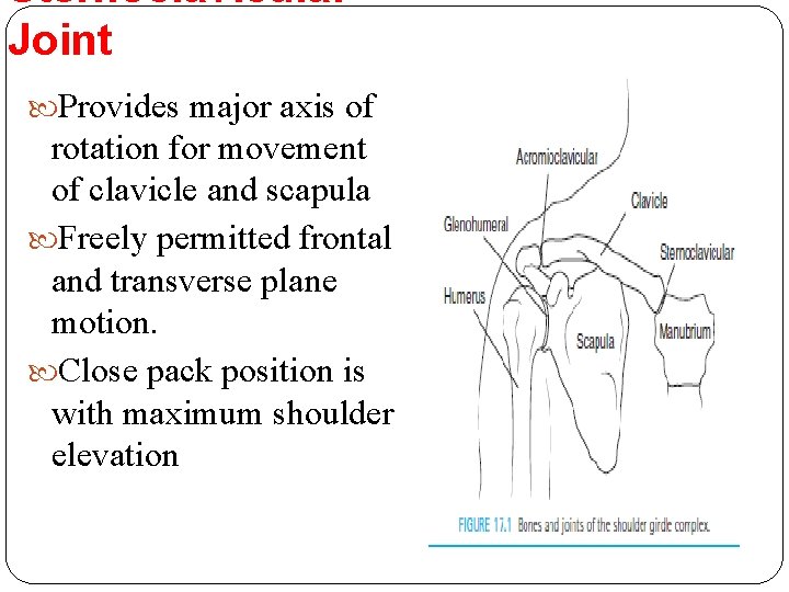 Sternoclavicular Joint Provides major axis of rotation for movement of clavicle and scapula Freely