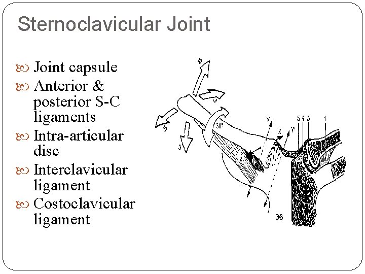 Sternoclavicular Joint capsule Anterior & posterior S-C ligaments Intra-articular disc Interclavicular ligament Costoclavicular ligament