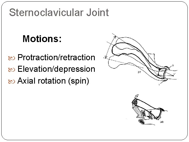 Sternoclavicular Joint Motions: Protraction/retraction Elevation/depression Axial rotation (spin) 