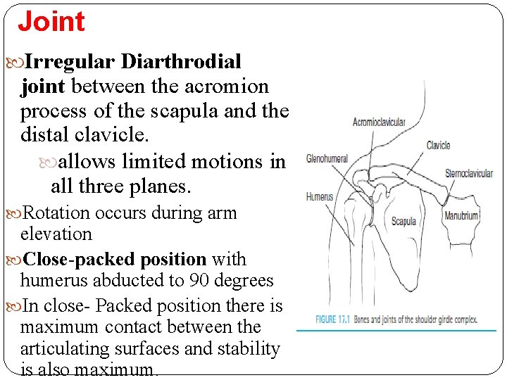 Joint Irregular Diarthrodial joint between the acromion process of the scapula and the distal