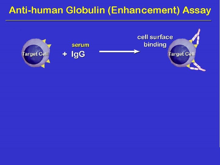 Anti-human Globulin (Enhancement) Assay 