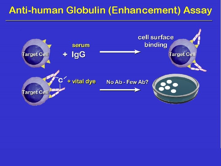 Anti-human Globulin (Enhancement) Assay 