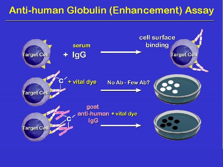 Anti-human Globulin (Enhancement) Assay 