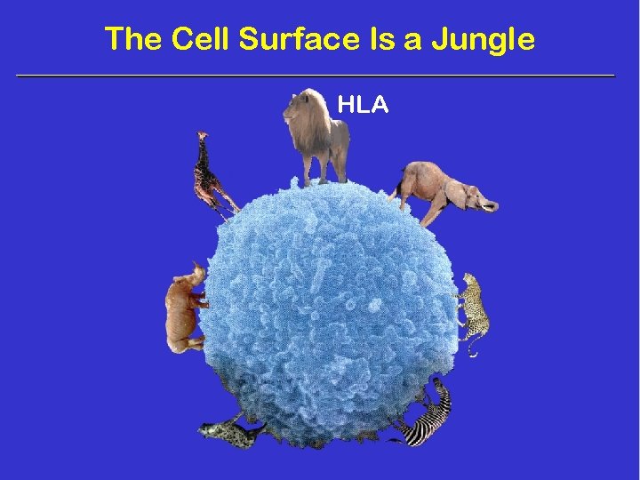The Cell Surface Is a Jungle HLA 