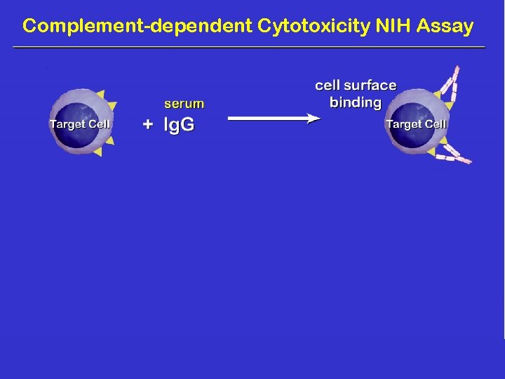 Complement-dependent Cytotoxicity NIH Assay 