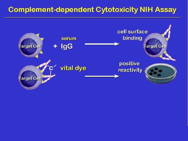 Complement-dependent Cytotoxicity NIH Assay 