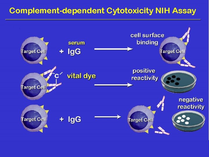 Complement-dependent Cytotoxicity NIH Assay 