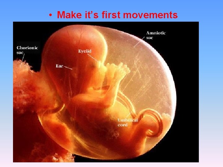  • Make it’s first movements 