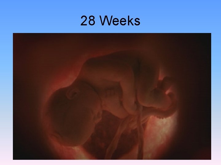 28 Weeks 