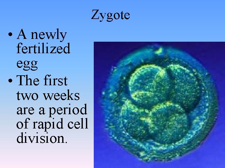 Zygote • A newly fertilized egg • The first two weeks are a period