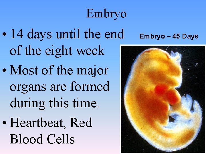 Embryo • 14 days until the end of the eight week • Most of