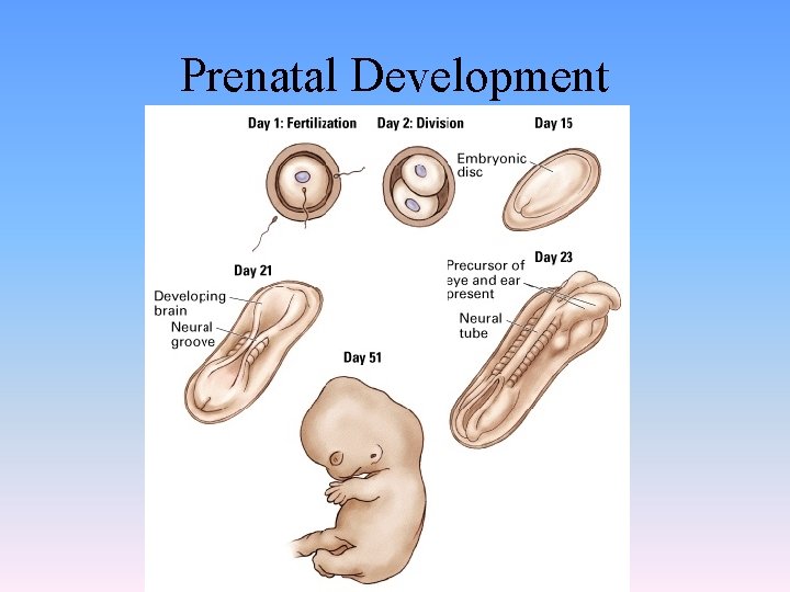 Prenatal Development 