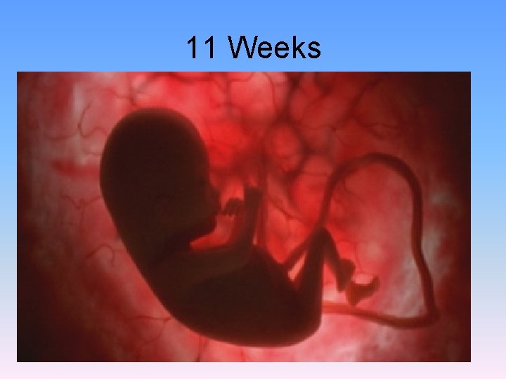 11 Weeks 