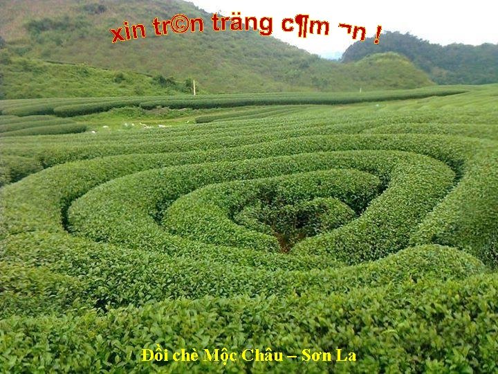 Đồi chè Mộc Châu – Sơn La 