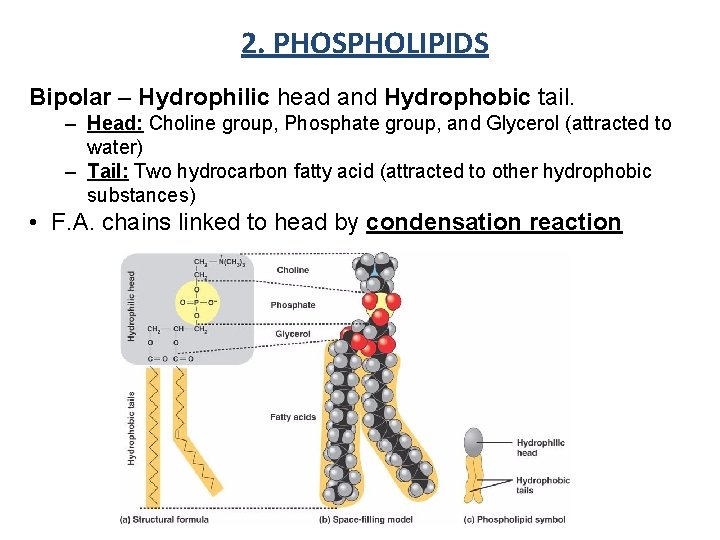 2. PHOSPHOLIPIDS Bipolar – Hydrophilic head and Hydrophobic tail. – Head: Choline group, Phosphate