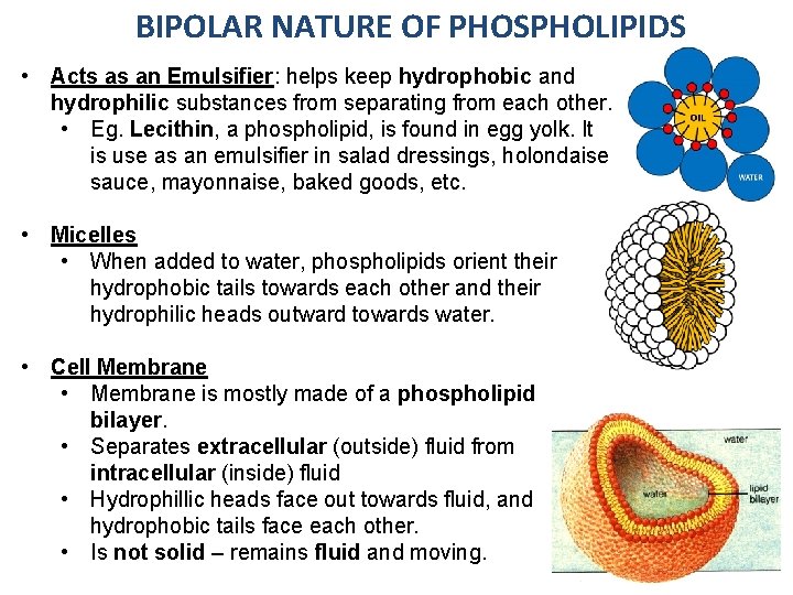 BIPOLAR NATURE OF PHOSPHOLIPIDS • Acts as an Emulsifier: helps keep hydrophobic and hydrophilic