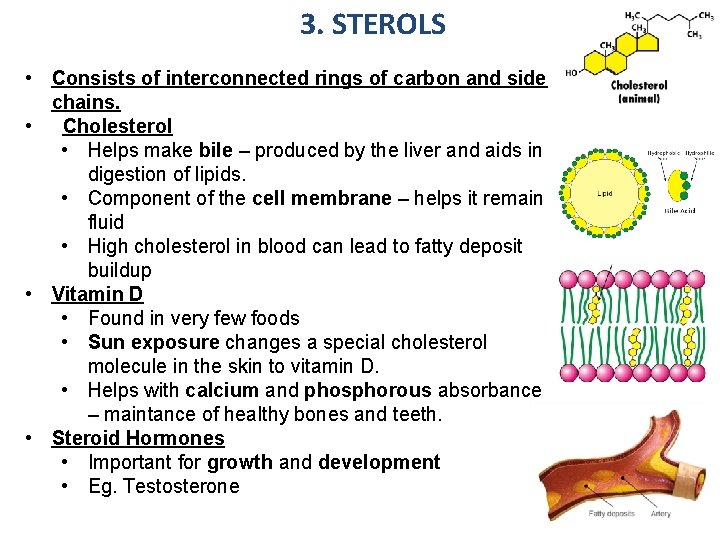 3. STEROLS • Consists of interconnected rings of carbon and side chains. • Cholesterol