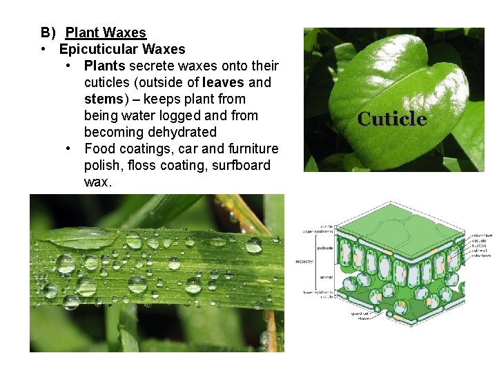 B) Plant Waxes • Epicuticular Waxes • Plants secrete waxes onto their cuticles (outside