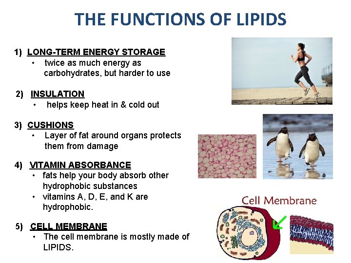 . THE FUNCTIONS OF LIPIDS 1) LONG-TERM ENERGY STORAGE • twice as much energy