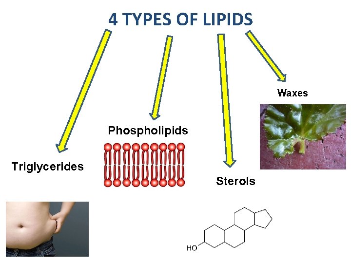 . 4 TYPES OF LIPIDS Waxes Phospholipids Triglycerides Sterols 