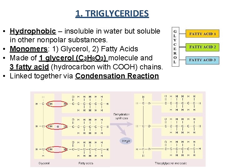 1. TRIGLYCERIDES • Hydrophobic – insoluble in water but soluble in other nonpolar substances.