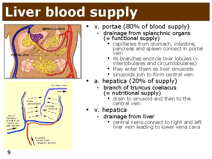 Liver blood supply • v. portae (80% of blood supply) • drainage from splanchnic