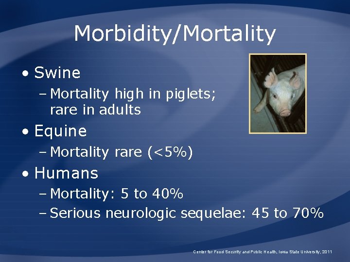 Morbidity/Mortality • Swine – Mortality high in piglets; rare in adults • Equine –