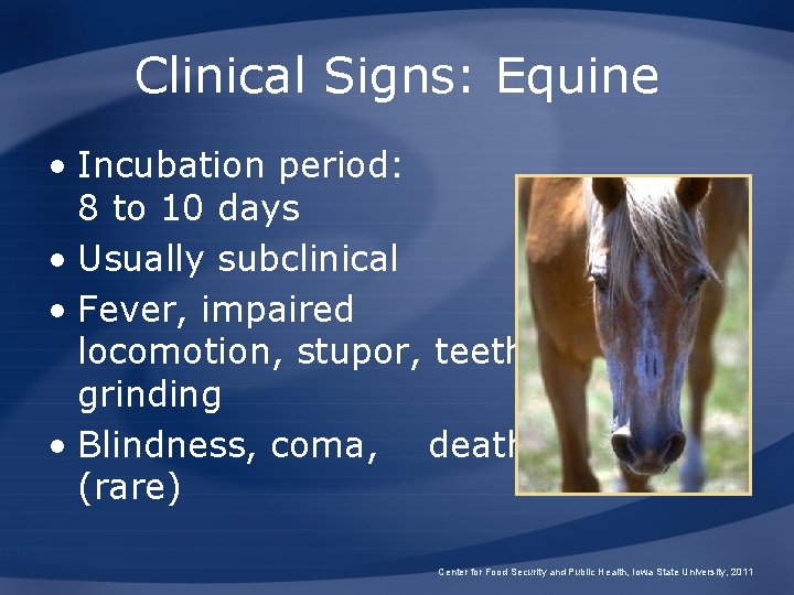 Clinical Signs: Equine • Incubation period: 8 to 10 days • Usually subclinical •