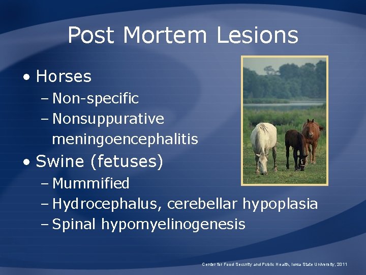 Post Mortem Lesions • Horses – Non-specific – Nonsuppurative meningoencephalitis • Swine (fetuses) –