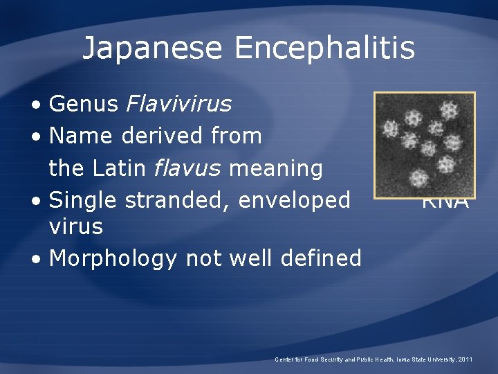 Japanese Encephalitis • Genus Flavivirus • Name derived from the Latin flavus meaning “yellow”