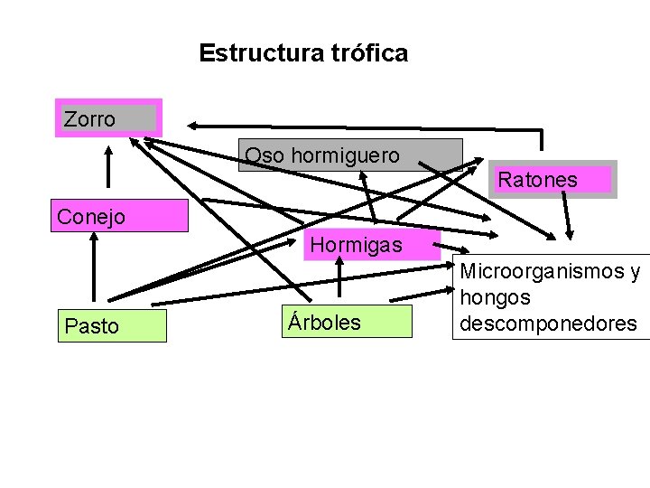 Estructura trófica Zorro Oso hormiguero Ratones Conejo Hormigas Pasto Árboles Microorganismos y hongos descomponedores