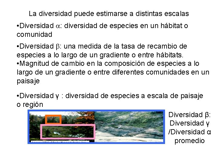 La diversidad puede estimarse a distintas escalas • Diversidad : diversidad de especies en