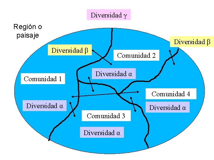 Diversidad γ Región o paisaje Diversidad β Comunidad 1 Comunidad 2 Diversidad α Comunidad