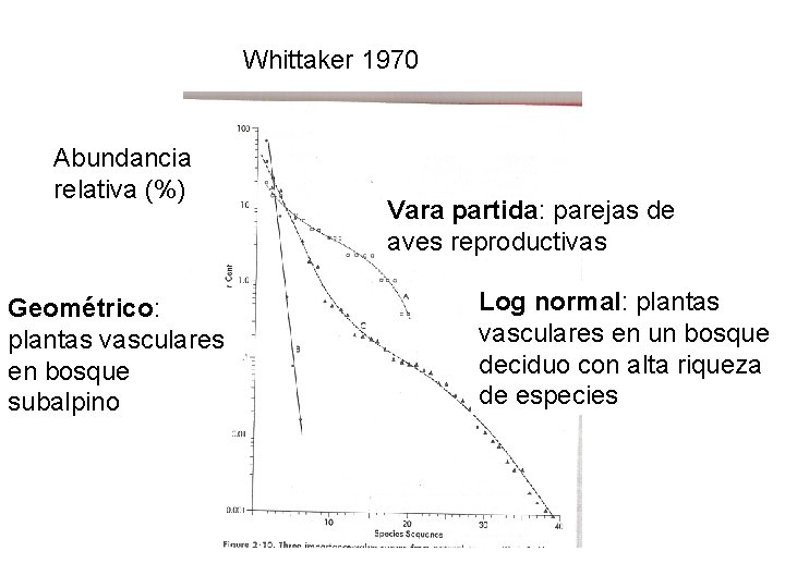 Whittaker 1970 Abundancia relativa (%) Geométrico: plantas vasculares en bosque subalpino Vara partida: parejas