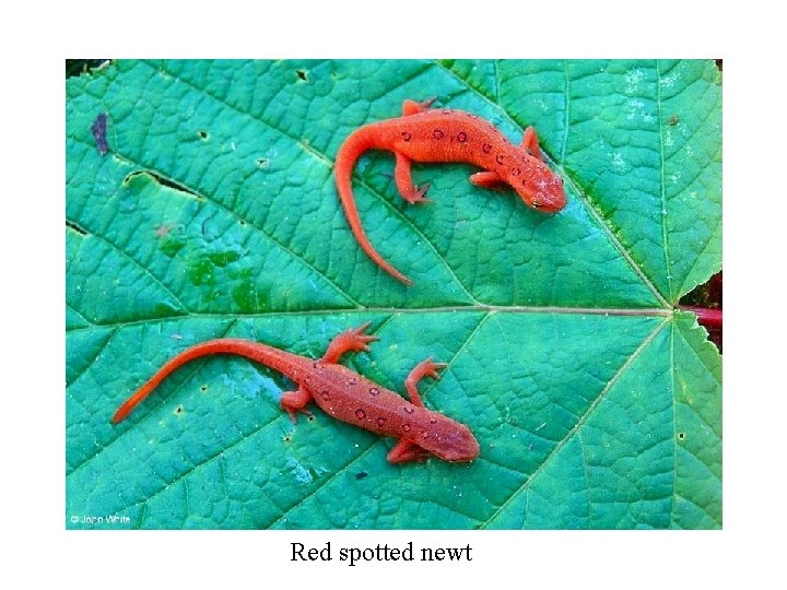 Red spotted newt 