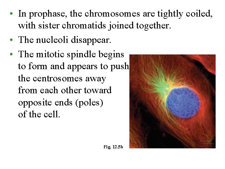  • In prophase, the chromosomes are tightly coiled, with sister chromatids joined together.
