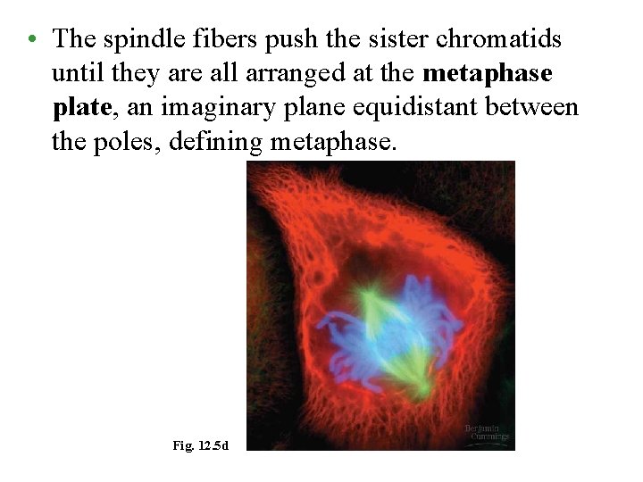  • The spindle fibers push the sister chromatids until they are all arranged