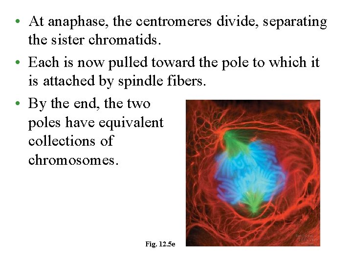  • At anaphase, the centromeres divide, separating the sister chromatids. • Each is