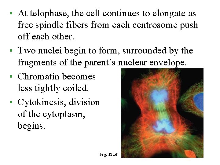  • At telophase, the cell continues to elongate as free spindle fibers from