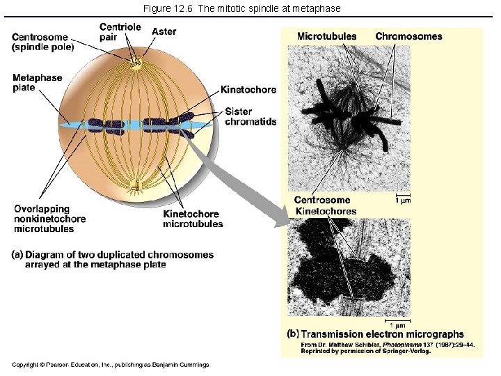 Figure 12. 6 The mitotic spindle at metaphase 