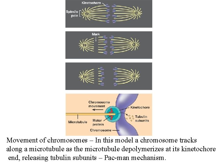 Movement of chromosomes – In this model a chromosome tracks along a microtubule as