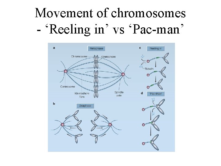 Movement of chromosomes - ‘Reeling in’ vs ‘Pac-man’ 