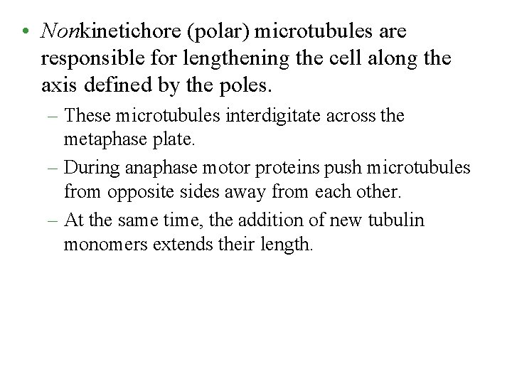  • Nonkinetichore (polar) microtubules are responsible for lengthening the cell along the axis
