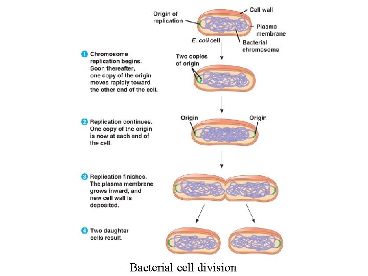 Bacterial cell division 