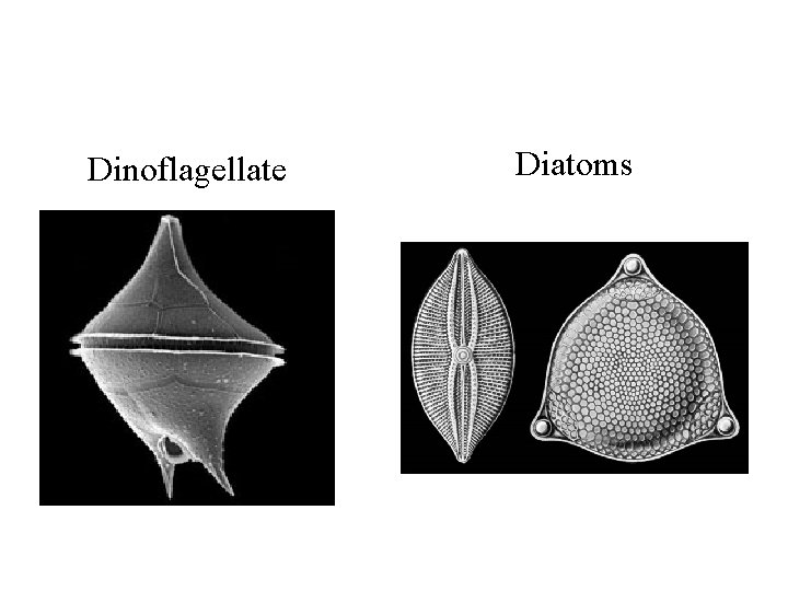 Dinoflagellate Diatoms 