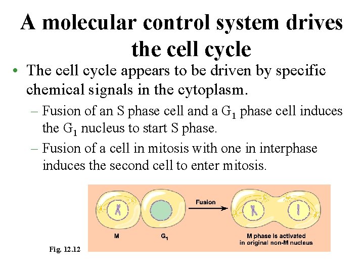 A molecular control system drives the cell cycle • The cell cycle appears to